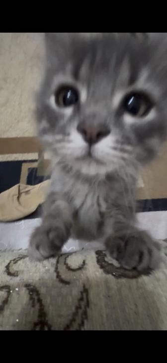 отдам кота сибирский