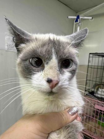 Отдам кошку в добрые руки. Стерилизована