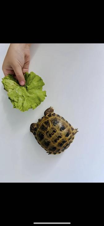 Черепаха сухопутная