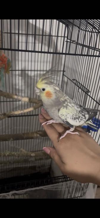 Продам попугая