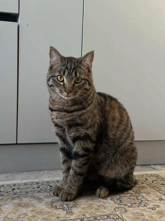 Котик в добрые руки