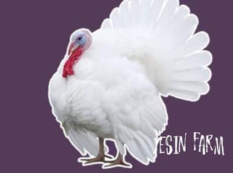 Хайбрид конвертер инкубационные яйца индюков, выгодно фермеру