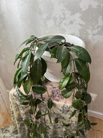 Продам цветы Хойа