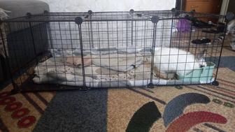 Продам декоративного кролика