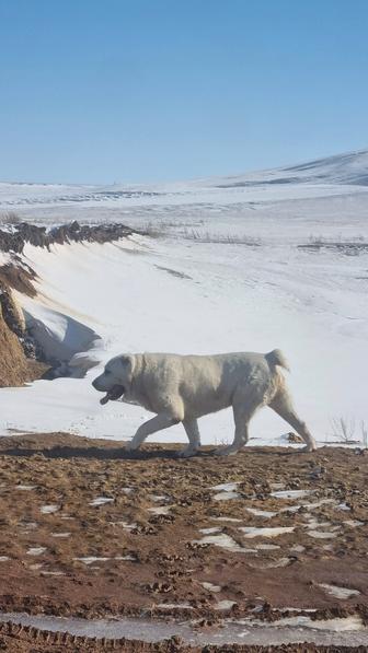 САО Алабай ,собака