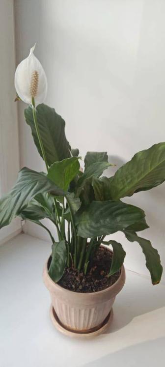 Продам комнатное растение