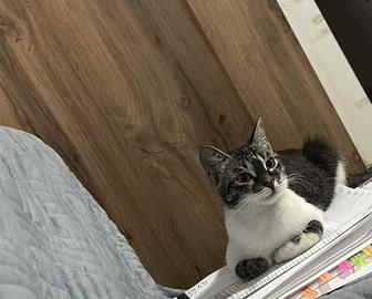 Отдам котят в добрые руки!