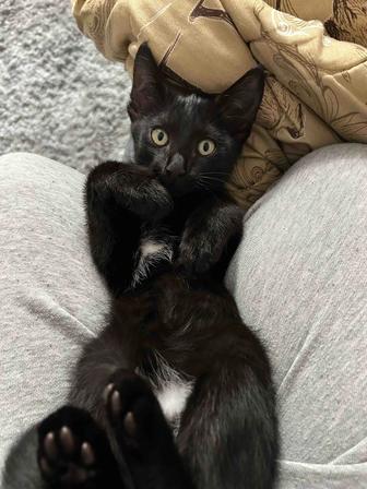 Отдам котят в добрые руки!
