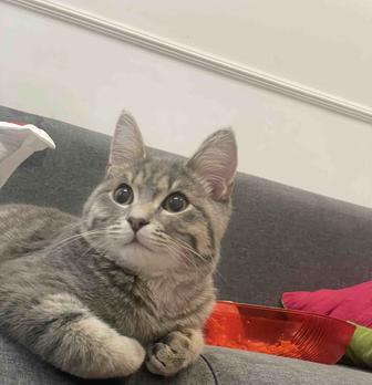 Отдам кота