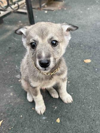 Нашла щенка,отдам в добрые руки