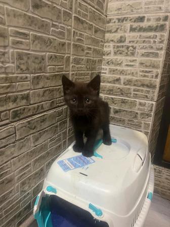 Котята бесплатно