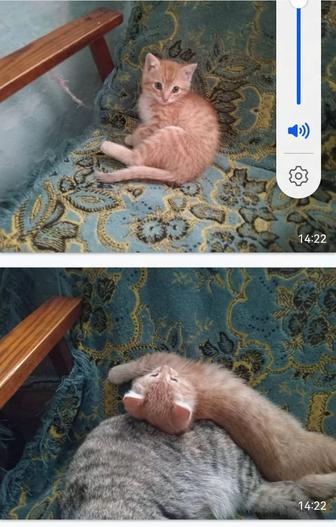 Отдам в добрые ручки котят мальчик и девочка оба рыжиет