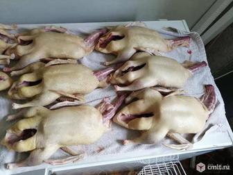 Мясо домашних уток