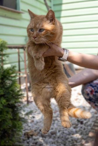 Котик Перчик в надежные руки