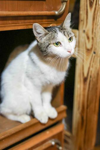 Кошка-Хорошка в поисках семьи