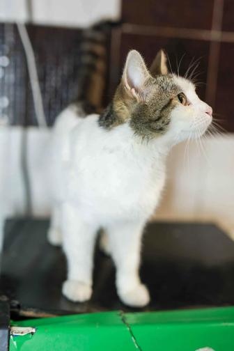 Кошка-Хорошка в поисках семьи