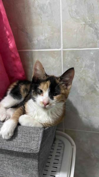 Котенок в добрые руки