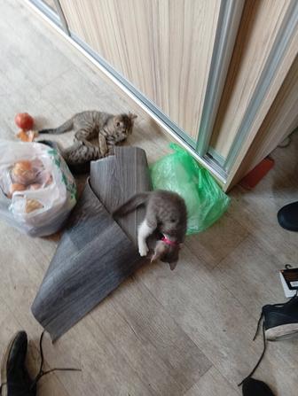 Отдам. Котят