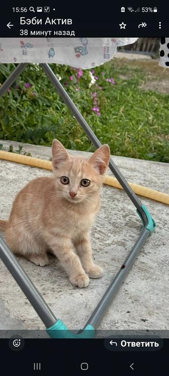 Отдам котят