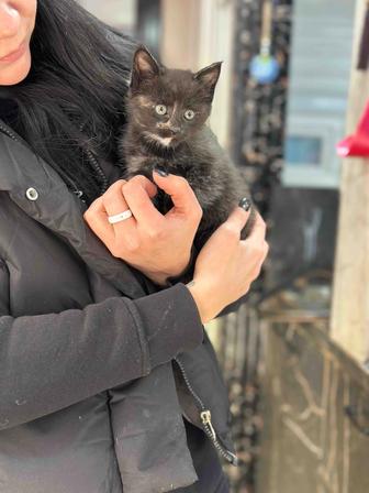 Котятки ищут дом