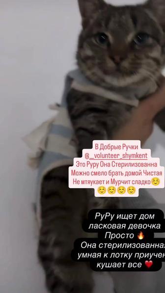Кошки Котята В Добрые Ручки!!!