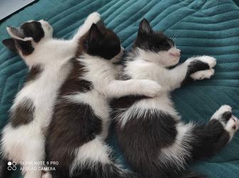Отдам котят в добрые руки!