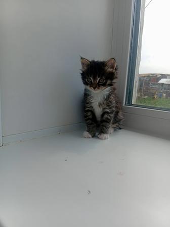 Отдам бесплатно котенка Европейка!