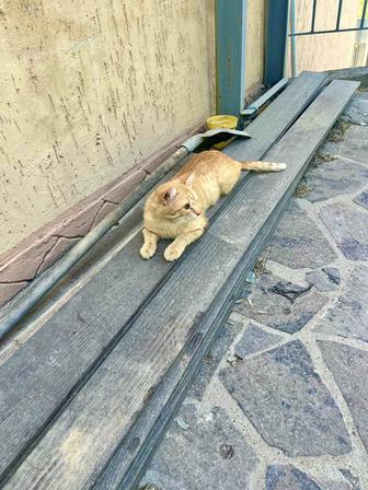 Отдам рыжего кота