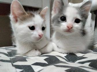 Котята