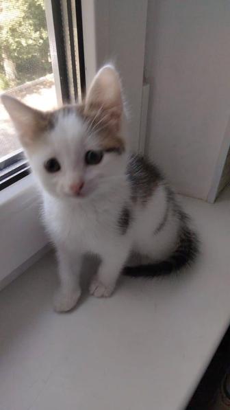 Котята