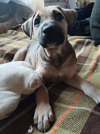 Продам щенка ,смесь со стаффордом