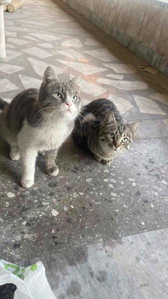 Три котенка ищут новый дом