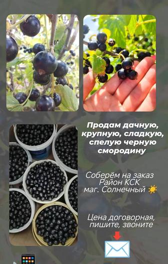 Черная смородина