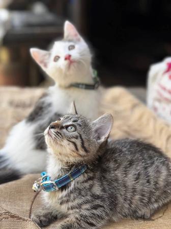 Котята в добрые руки