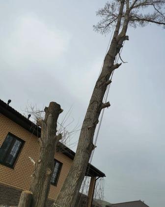 Спил Деревьев ,Санитарная обрезка