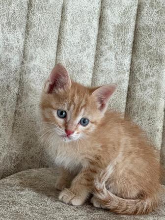 отдам солнечного котенка в добрые руки