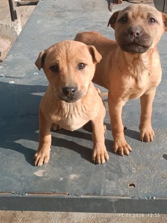 Продам собак девочки