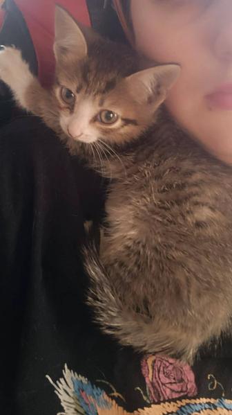 Отдам котенка