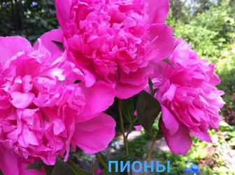 Саженцы многолетних цветов