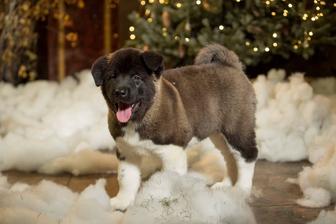 Шикарные щенки Американской Акиты готовы к переезду возможно в Каспий ред