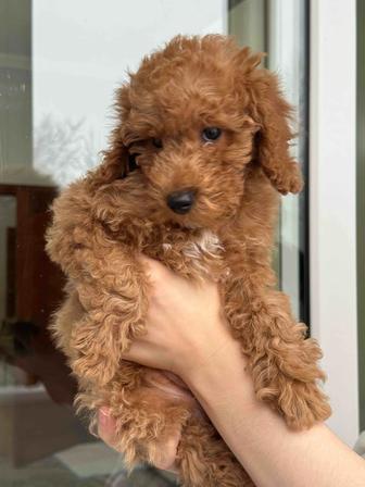 Щенок карликовый пудель