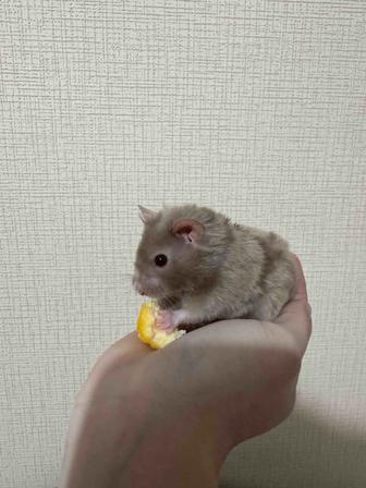 Сирийский хомячок