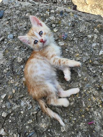 Котенок