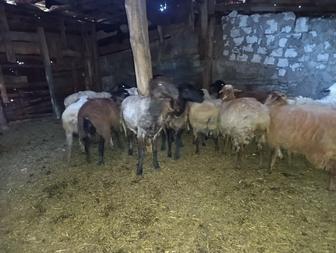 Продаю Баранов