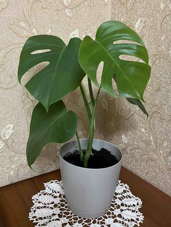 Продам Монстеру