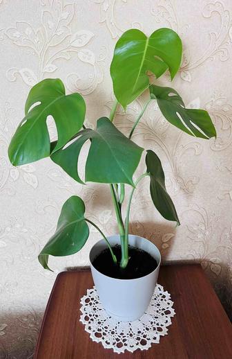 Продам Монстеру