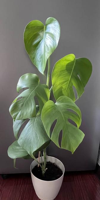 Продам Монстеру