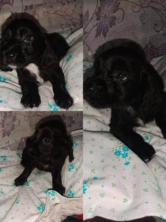 Продам щенят