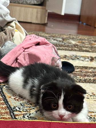 Котенка 3,5 мес. Кошка. Вислоухая