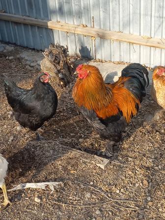 Продается Петушок Брамы